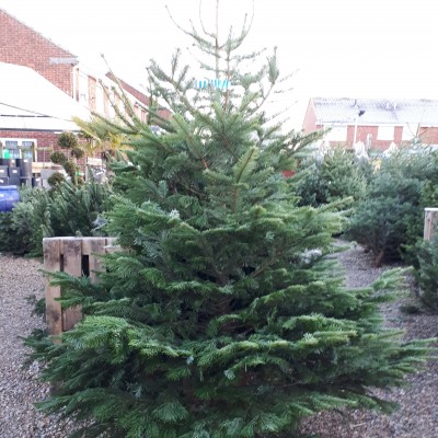 Christmas Trees now in stock